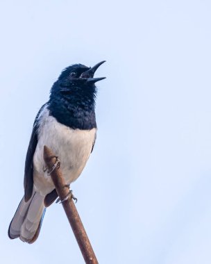 Şark saksağanı sabahın köründe bir çubuğun üzerinde oturuyor.