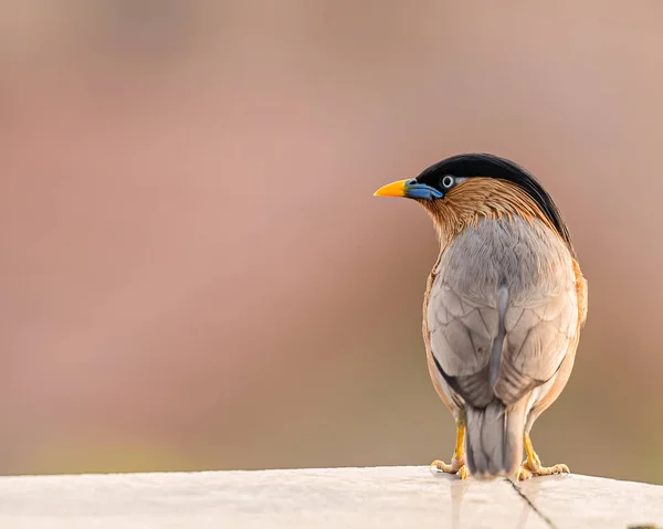 Brahminy Starling Resting Wall Looking Back — Stock Photo, Image