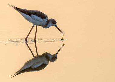 Kara Kanat hala yemeğini gölden yakalıyor.