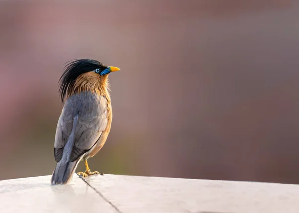 Brahminy Starlingová Odpočívá Zdi — Stock fotografie