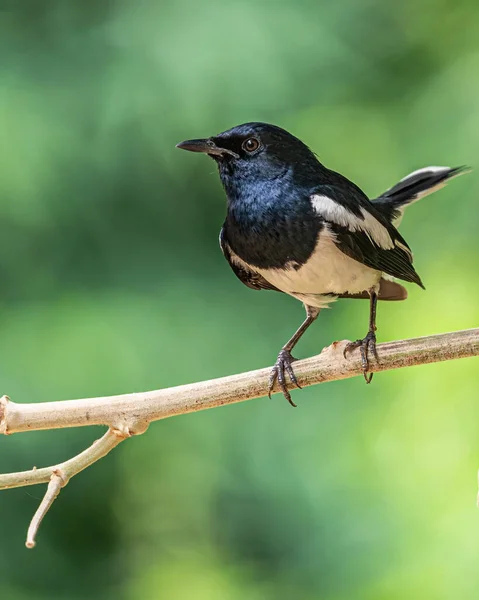 Front View Oriental Magpie — Stock Photo, Image