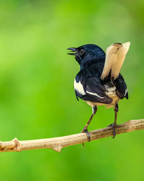 Oriental Magpie Singing Tree —  Fotos de Stock