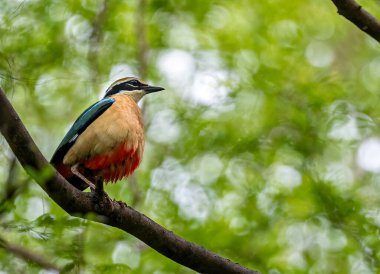 Pitta ağaca tünedi.
