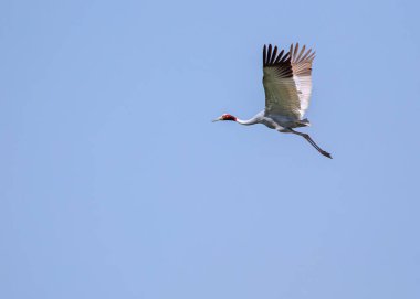 Gökyüzündeki bir tarlanın üzerinde uçan Sarus Crane