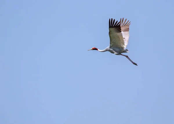 Voando Sarus Crane Sobre Campo Céu — Fotografia de Stock