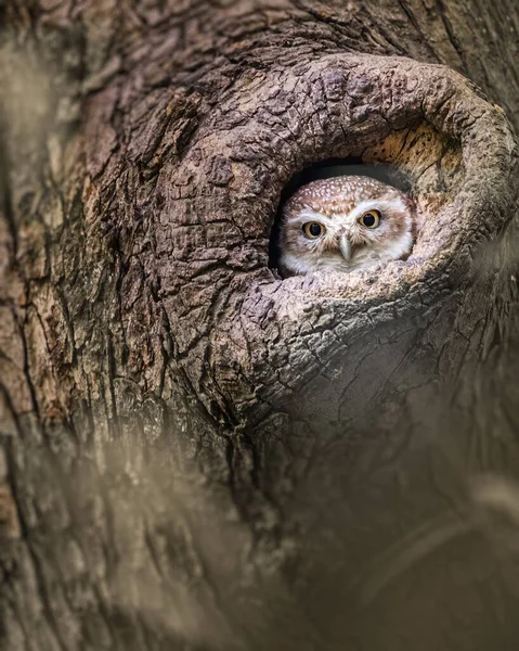 Spotted Owl Peeping Out Its Nest — Stockfoto