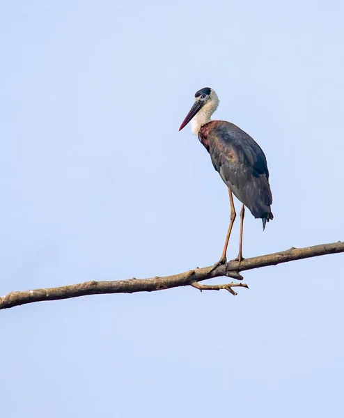 Ein Wollhalsstorch Der Auf Einem Baum Ruht — Stockfoto