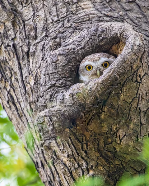 Spotted Owl Resting Its Nest — Stock Fotó