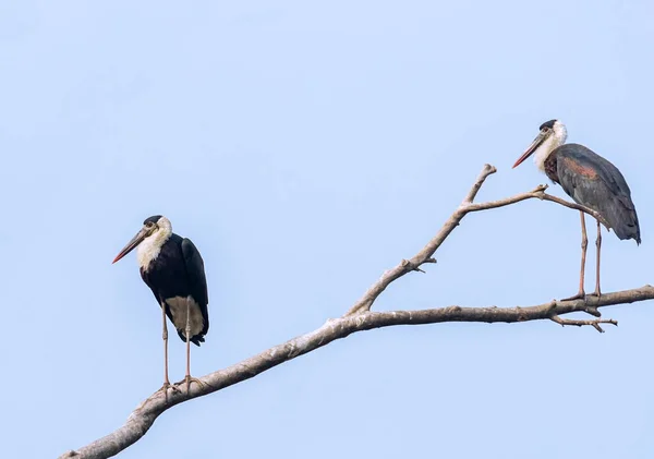 Pair Wool Neck Stork Resting Tree — Stock Photo, Image