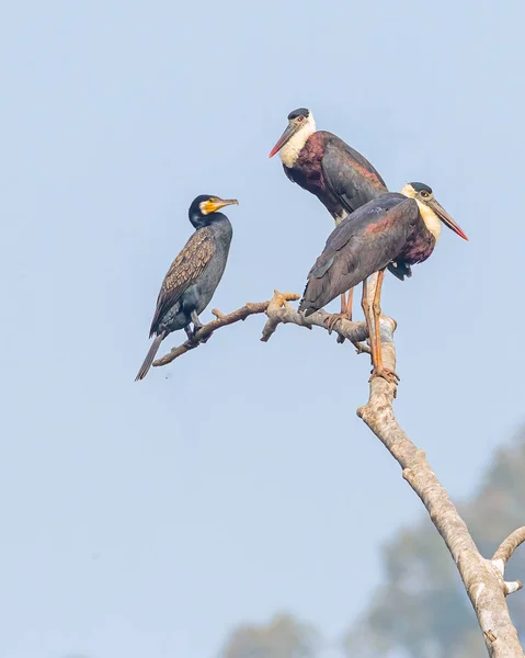 Pair Wool Neck Stork Cormorant Tree — Fotografia de Stock