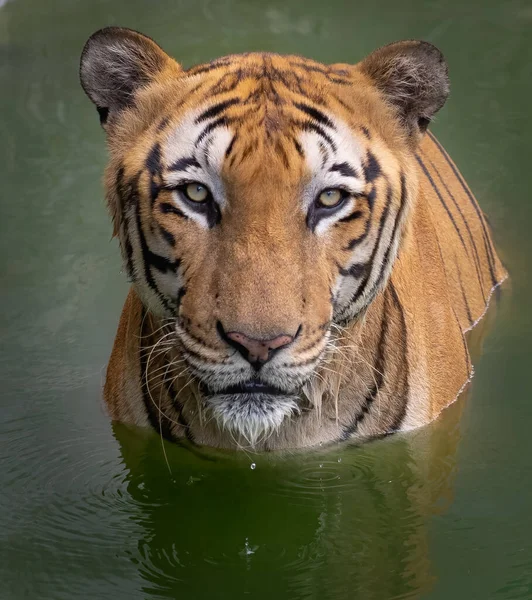 Tiger Eye to Eye Contact with Camera