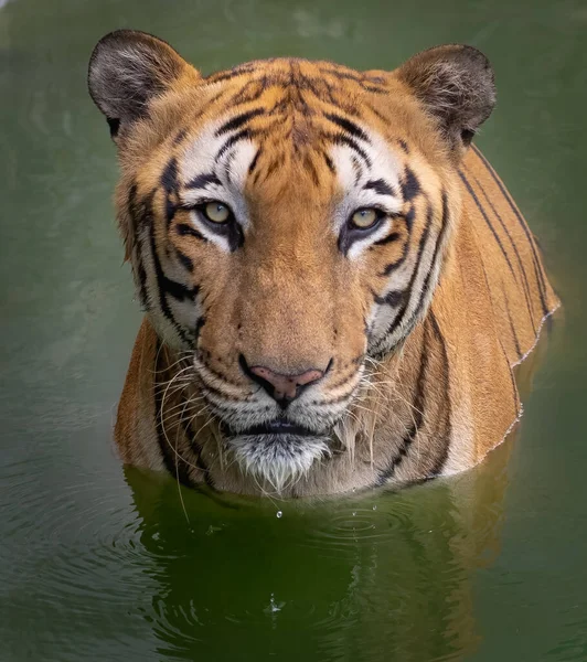 Tiger Eye Eye Contact Camera — Stock fotografie