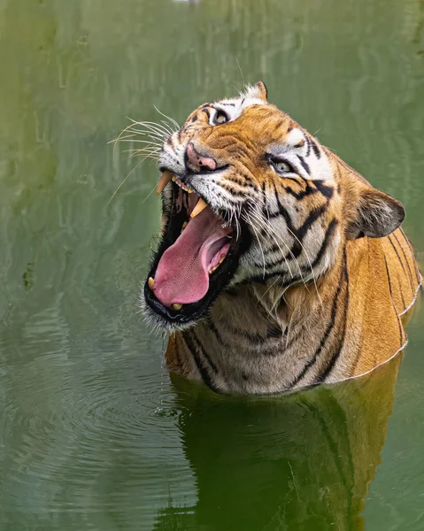 A Tiger with its mouth open in full