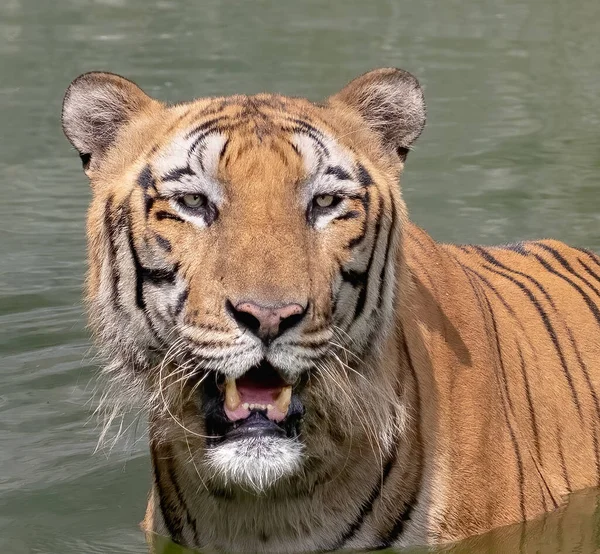 Тигр Жаркий Летний День Озере — стоковое фото