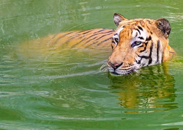 A Tiger in a lake on a hot day killing heat