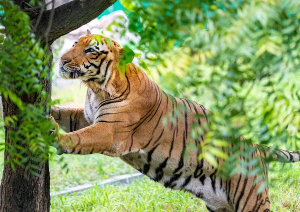 Ένας Τίγρης Προσπαθεί Σκαρφαλώσει Ένα Δέντρο — Φωτογραφία Αρχείου