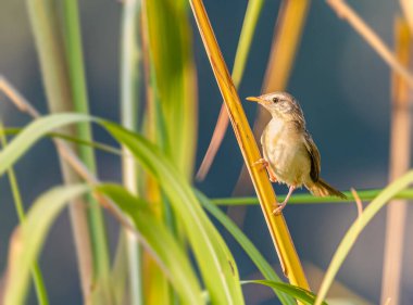 Çimenlere tüneyen bir Cisticola