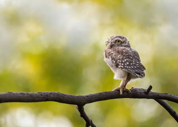 Spotted Owl Resting Tree Branch — Stock Photo, Image