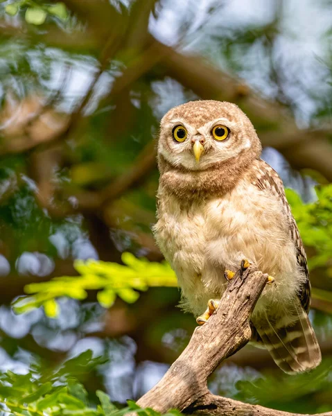 Spotted Owl Looking Straight Alert Looks — 图库照片