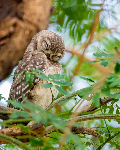Spotted Owl Eyes Closed Tree — Stock Fotó