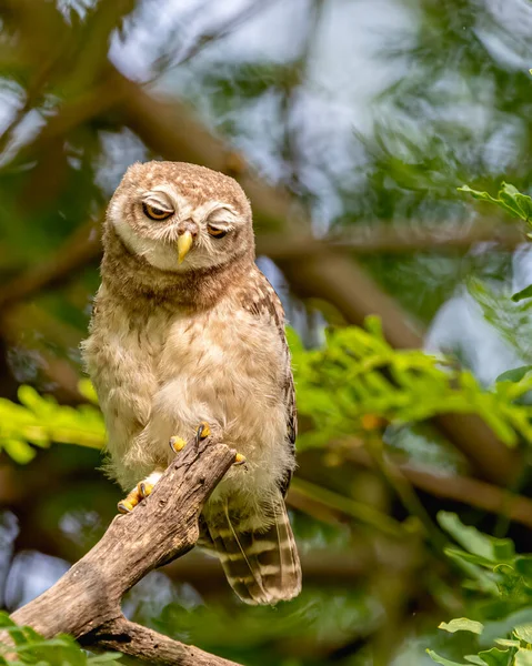 Spotted Owl Beautiful Look — Foto de Stock