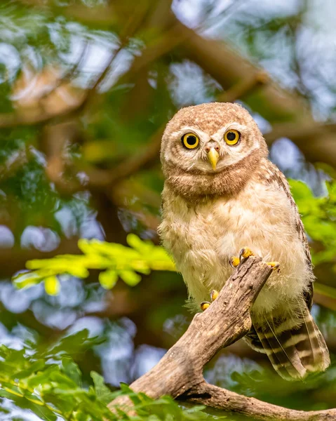 Spotted Owl Tree Resting Alert —  Fotos de Stock