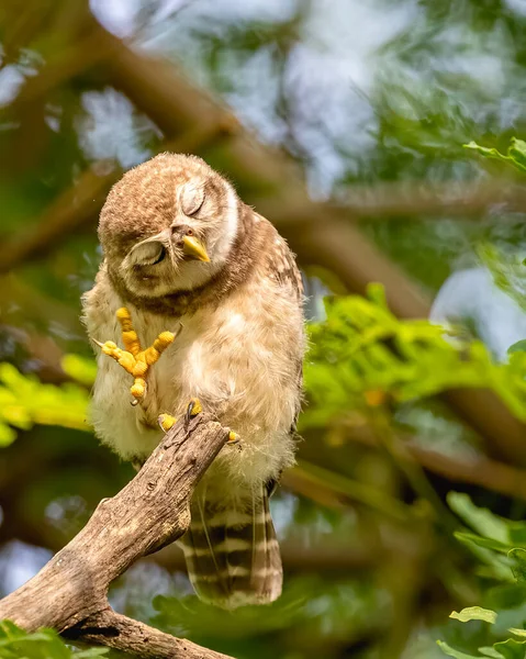Spotted Owl Pose Blessing Tree — Fotografia de Stock