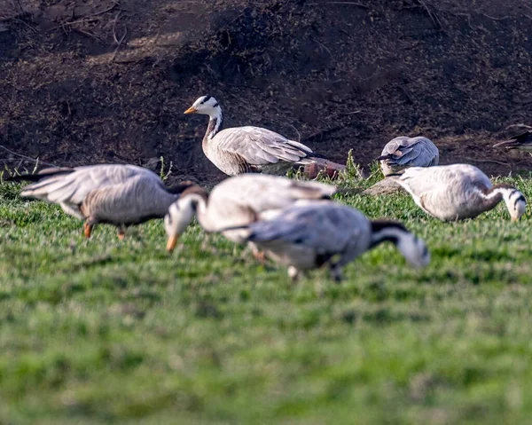 Bar Headed Goose Dans Champ Dégustant Nourriture — Photo