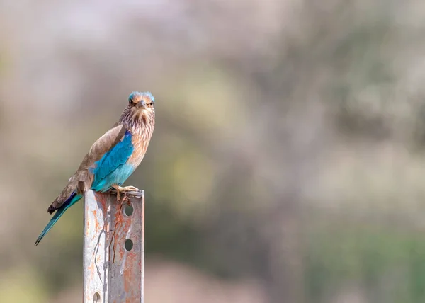 A Indian Roller Eye to Eye contact from a pole