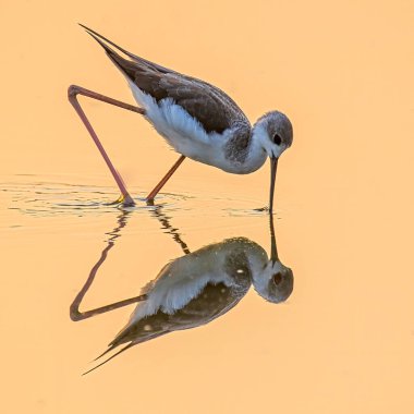 Yiyecek için suyun altında gagası olan siyah bir kanat.