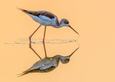 Bir Kara Kanat hala yiyeceğini gölde hedefliyor.