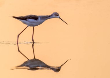 Gölde yiyecek arayan bir Kara Kanat