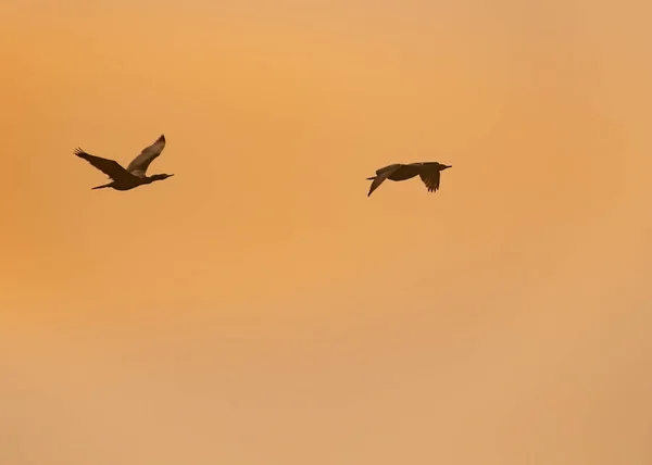 Two Cormorant Flight Eventing Hours — Zdjęcie stockowe