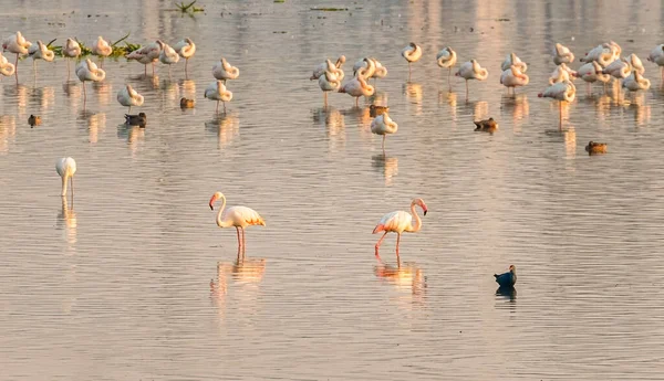 Group Flamingos Lake Resting — Foto de Stock