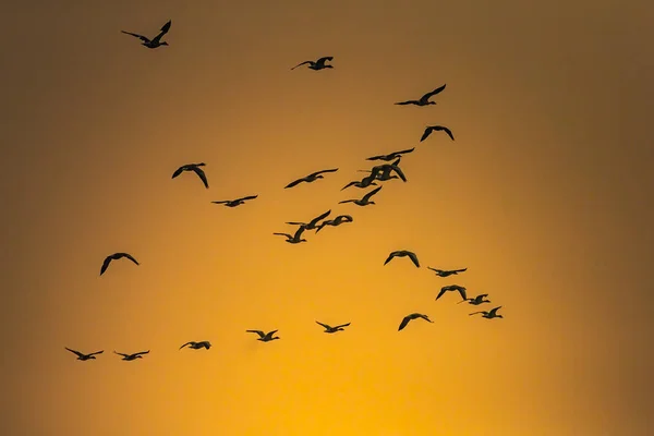 Flock Geylag Goose Flying Wetland — Zdjęcie stockowe