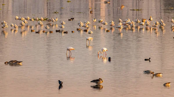 Flock Flamingos Wet Land Resting — ストック写真