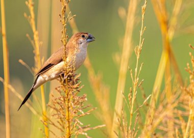 Bir bitkinin üzerine tünemiş gümüş bir Bill
