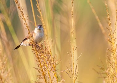 Kuru çimlerde bir gümüş banknot
