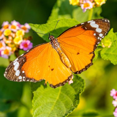 Polenler için sade bir kaplan.