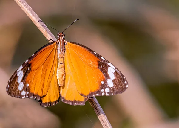 Plain Tiger Butterfly Sitting —  Fotos de Stock