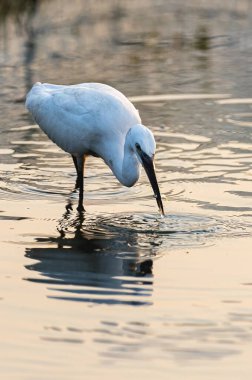 Akbalıkçıl gölde balık öldürüyor.