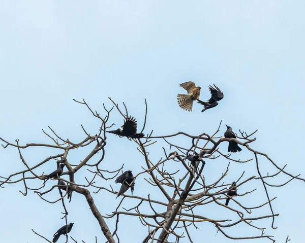 Shikra Fighting Group Crows — стокове фото