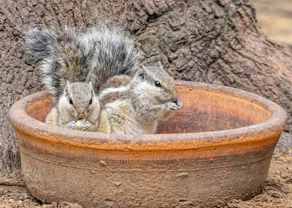 A Pair of Squirrel having food in garden