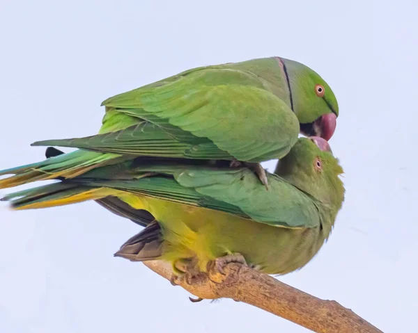 Pair Parakeet Romance Tree — ストック写真