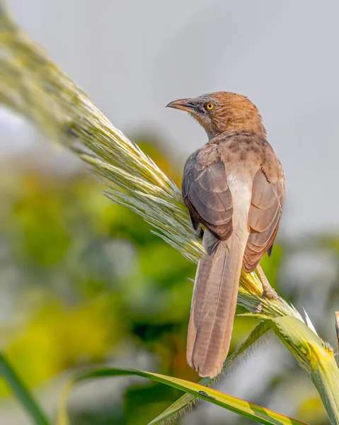 Jungle Babbler Resting Tree Branch — Foto Stock