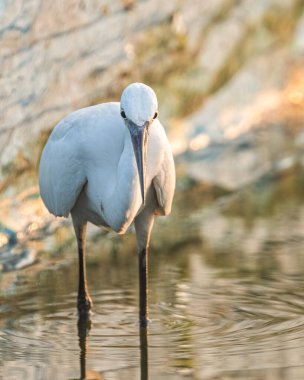 Bir balıkçıl sıcak bir günde göldeki yiyecekleri hedef alıyor.