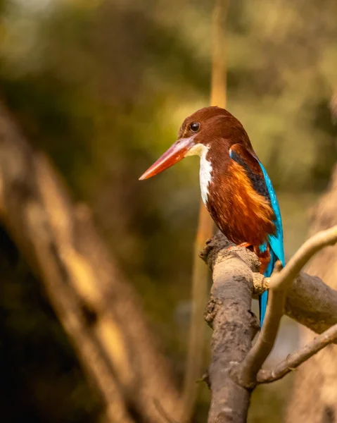 White Throated Kingfisher Perching Tree — стоковое фото