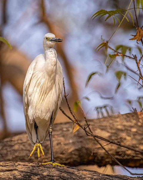 Egret Sitting Tree Resting Hot Day — Fotografia de Stock