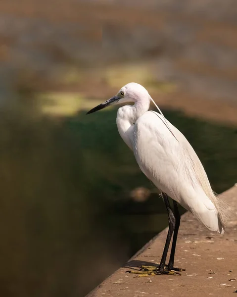 Egret Sitting Pond Search Food — Stock Photo, Image