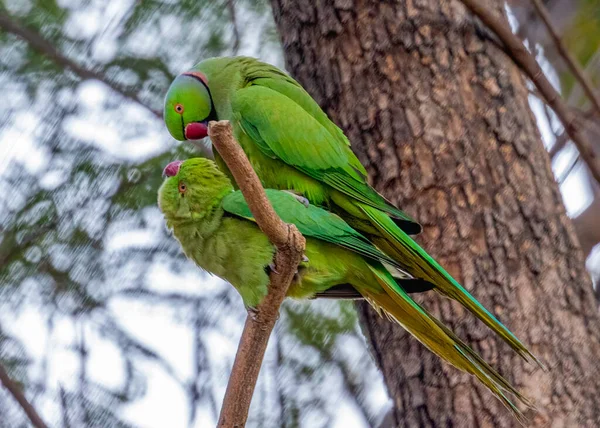 Pair Parakeet Sitting Romantic Mood — стоковое фото